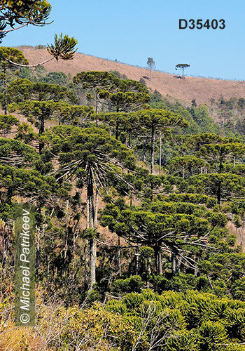Campos do Jordao State Park, Sao Paulo, Brazil
